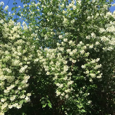 Augsburg-bergheim E. * 奥格斯堡